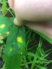 Puccinia hydrophylli