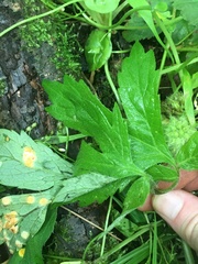 Puccinia hydrophylli