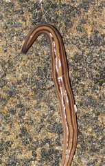 Geoplanoidea