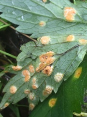 Puccinia hydrophylli