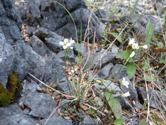 Cardamine dolichostyla