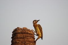 Colaptes punctigula