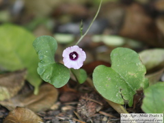 Ipomoea grandifolia