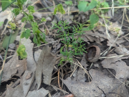 Paronychia fastigiata