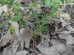 Paronychia fastigiata