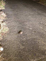 Hydropsalis cayennensis