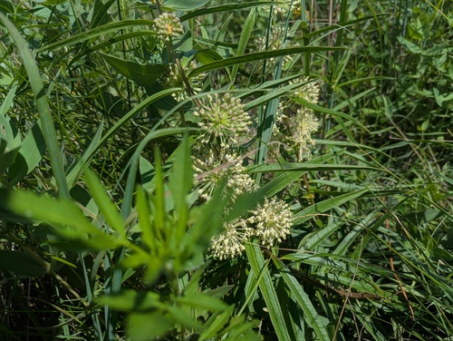 Asclepias hirtella, photograph 4