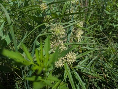 Asclepias hirtella, photograph (c) Ryan Sorrells, some rights reserved (CC BY)