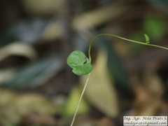 Ipomoea grandifolia
