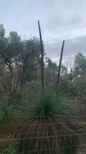 Grass tree