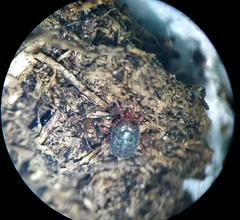 Balaustium