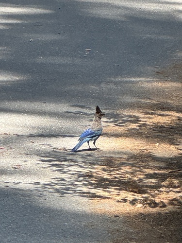 iNaturalist observation photo of Steller's Jay