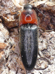 Ampedus rubricus