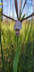 Cleistesiopsis