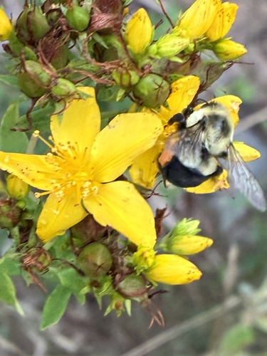 Common Eastern Bumble Bee