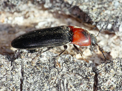 Ampedus rubricus