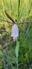 Cleistesiopsis