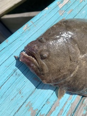 Paralichthys lethostigma