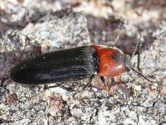 Ampedus rubricus