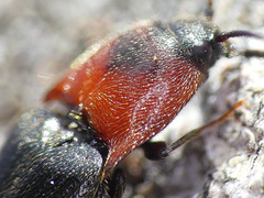 Ampedus rubricus