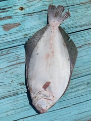 Paralichthys lethostigma