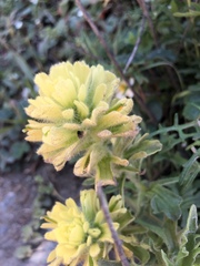 Castilleja wightii