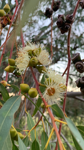 Eucalyptus rudis, photograph 5
