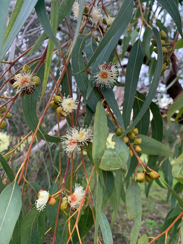 Eucalyptus rudis, photograph 6
