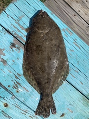 Paralichthys lethostigma