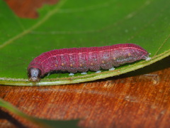 Eutelia adulatricoides