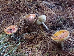 Amanita muscaria