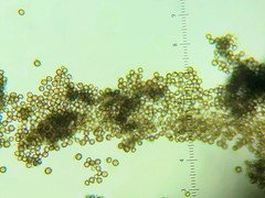 Chaenotheca ferruginea