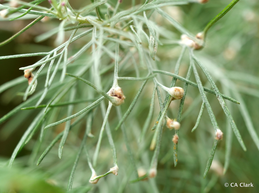 California Sagebrush Gall Mite
