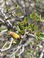Quercus toumeyi