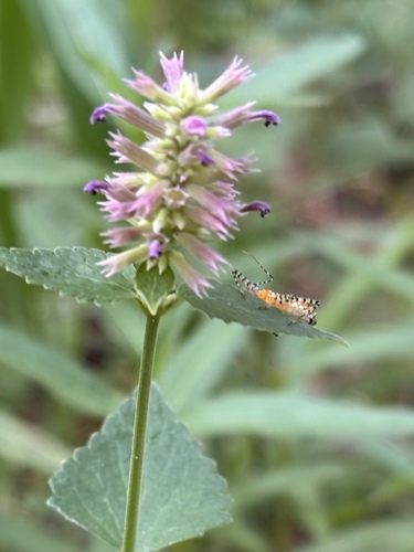 Agastache pallidiflora