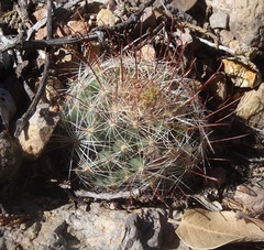 Mammillaria barbata