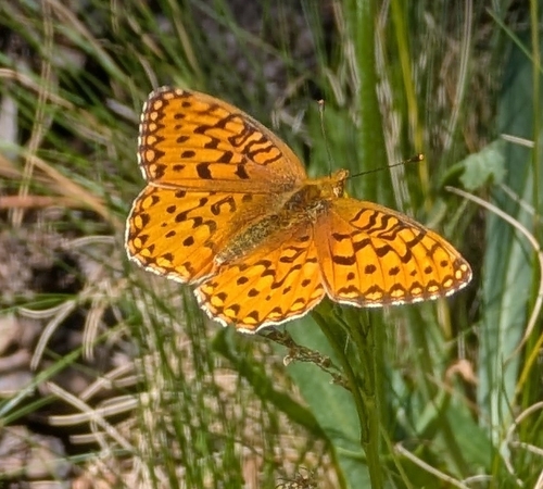 iNaturalist observation photo of Greater Fritillaries