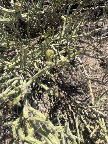 Cylindropuntia arbuscula, photograph 4