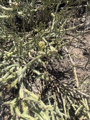 author not stated, no rights reserved Cylindropuntia arbuscula, photograph author not stated, no rights reserved