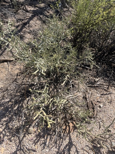 Cylindropuntia arbuscula, photograph 5