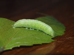 Eutelia adulatricoides