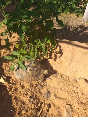 Testudo graeca nabeulensis