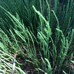 Arthroceras subterminale