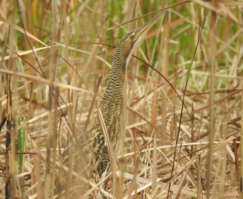 Pinnated Bittern (Botaurus pinnatus), photo 7