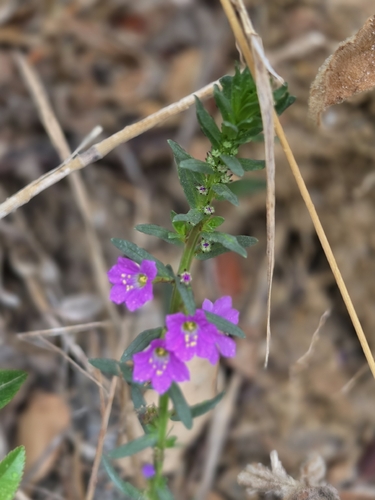 Lythrum junceum, photograph 4