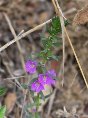 Lythrum junceum, photograph (c) David Pereira, some rights reserved (CC BY)