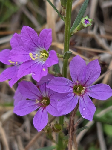 Lythrum junceum, photograph 5
