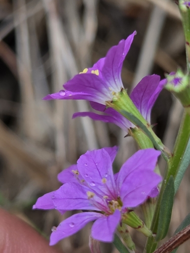 Lythrum junceum, photograph 6