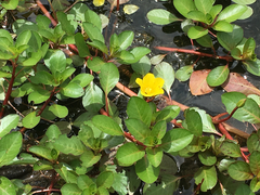 Ludwigia hexapetala