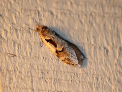 Semioscopis